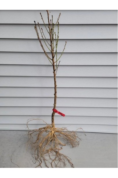 Персик Білий лебідь - саджанець голий корінь